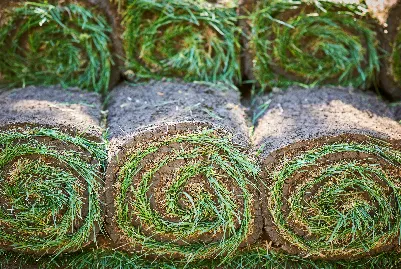 Rolls of fresh turf being laid on prepared soil